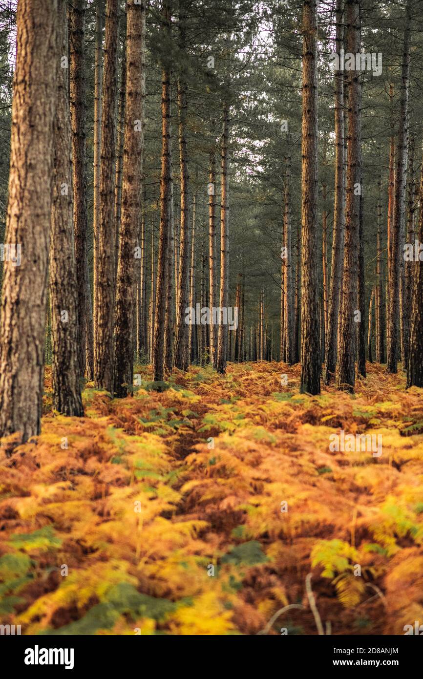 Herbstwald: Goldene Farne und Bäume bei Sonnenuntergang. The New Forest, Hampshire Großbritannien. Stockfoto