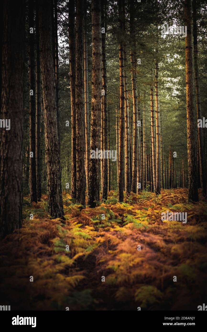 Herbstwald: Goldene Farne und Bäume bei Sonnenuntergang. The New Forest, Hampshire Großbritannien. Stockfoto