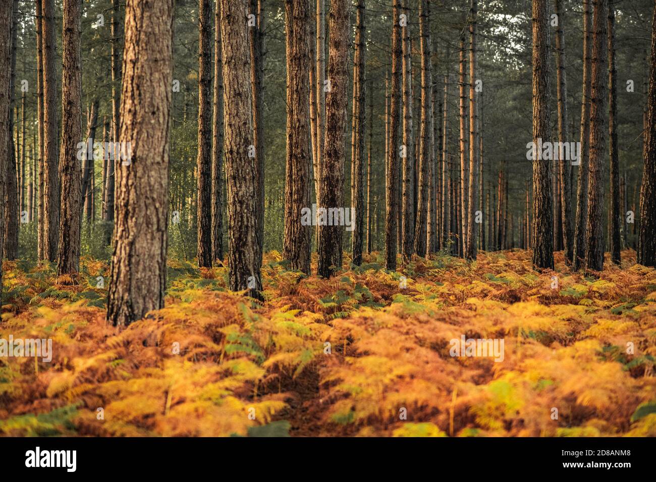 Herbstwald: Goldene Farne und Bäume bei Sonnenuntergang. The New Forest, Hampshire Großbritannien. Stockfoto