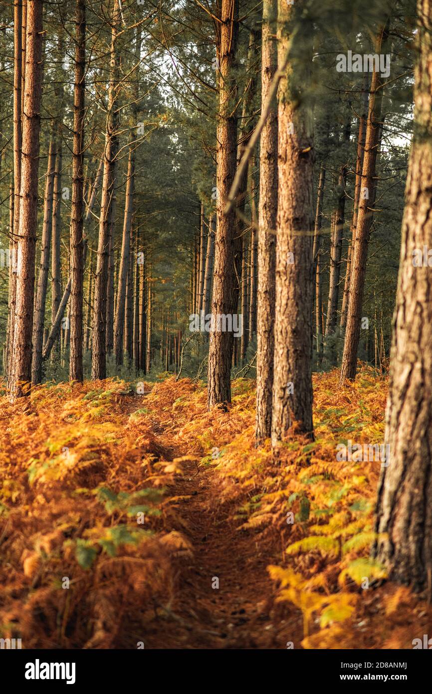 Herbstwald: Goldene Farne und Bäume bei Sonnenuntergang. The New Forest, Hampshire Großbritannien. Stockfoto
