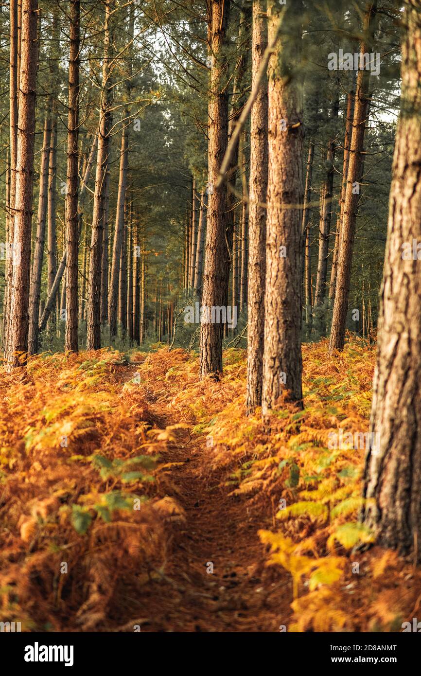 Herbstwald: Goldene Farne und Bäume bei Sonnenuntergang. The New Forest, Hampshire Großbritannien. Stockfoto