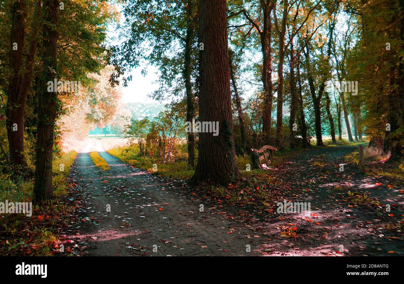 Split Straße im Wald. Malerischer Wald mit Laubbäumen in Herbstfarben. Stockfoto