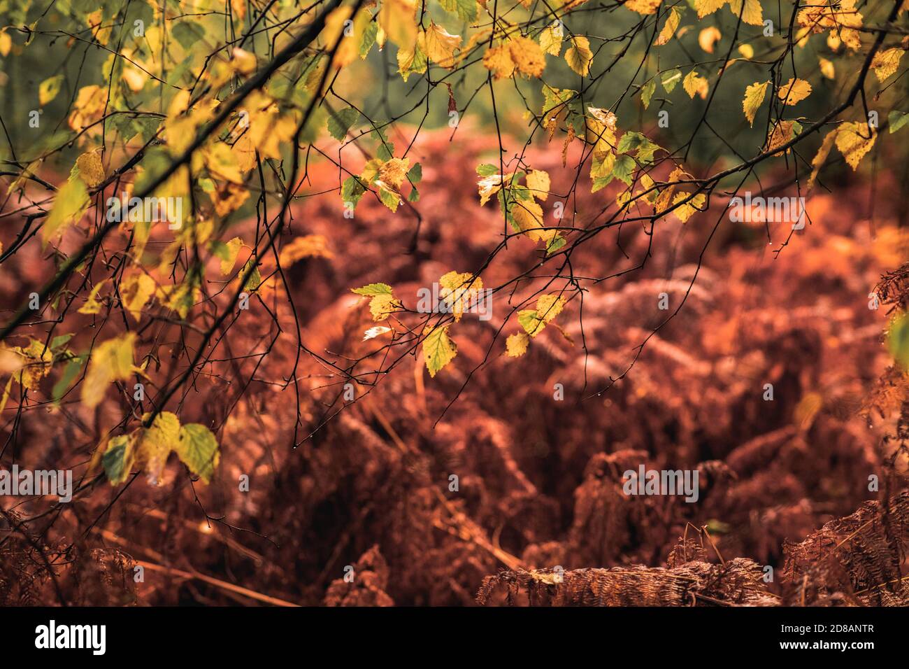 Herbstwald: Wunderschöne Bäume und Farne bei Sonnenuntergang. The New Forest, Hampshire Großbritannien. Stockfoto