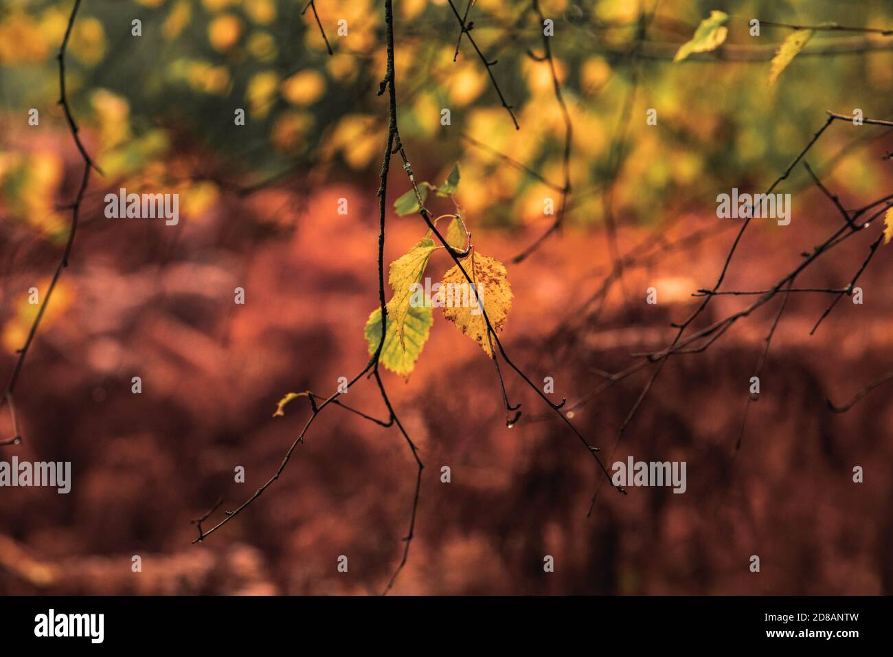 Herbstwald: Wunderschöne Bäume und Farne bei Sonnenuntergang. The New Forest, Hampshire Großbritannien. Stockfoto
