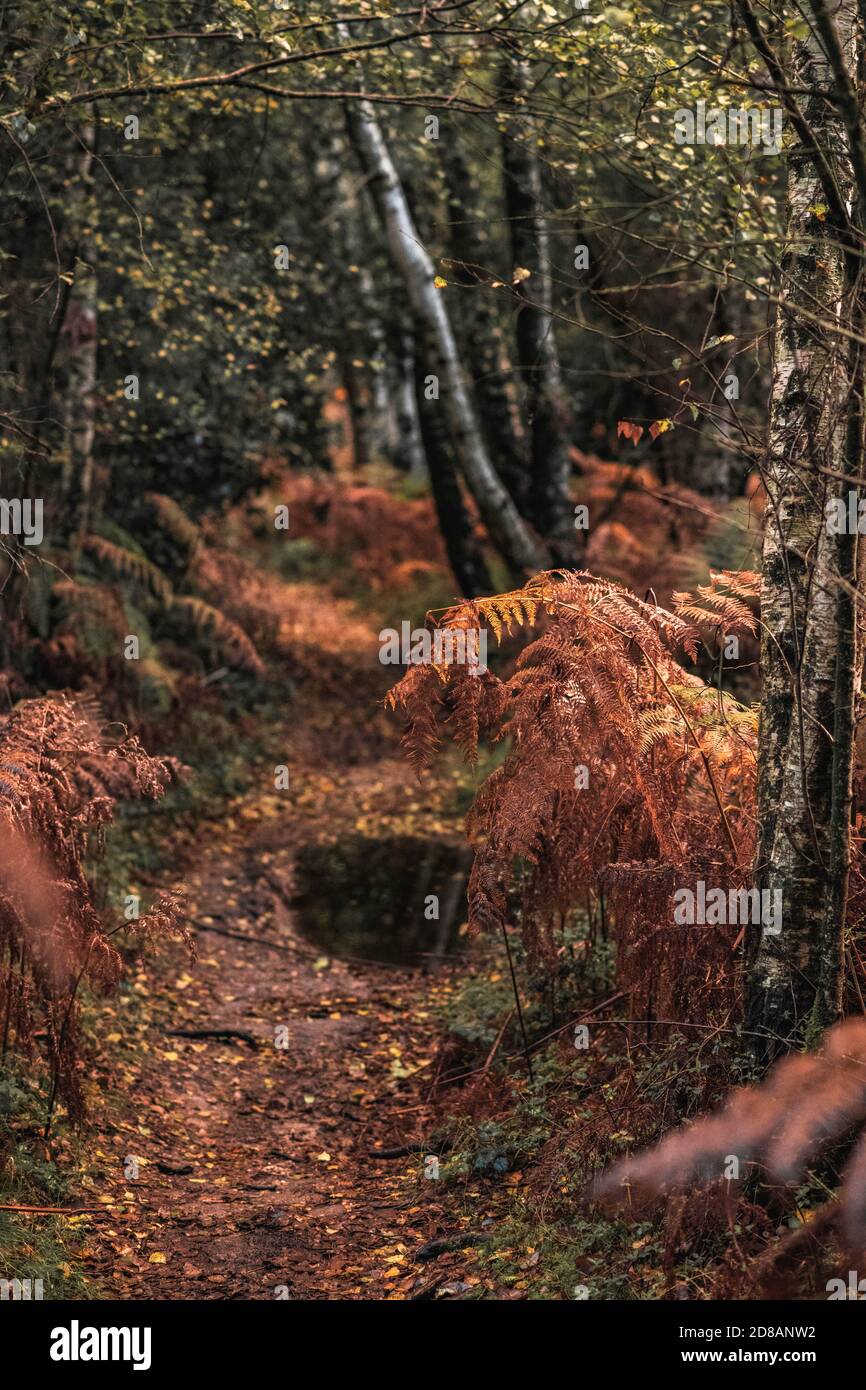 Herbstwald: Wunderschöne Bäume und Farne bei Sonnenuntergang. The New Forest, Hampshire Großbritannien. Stockfoto