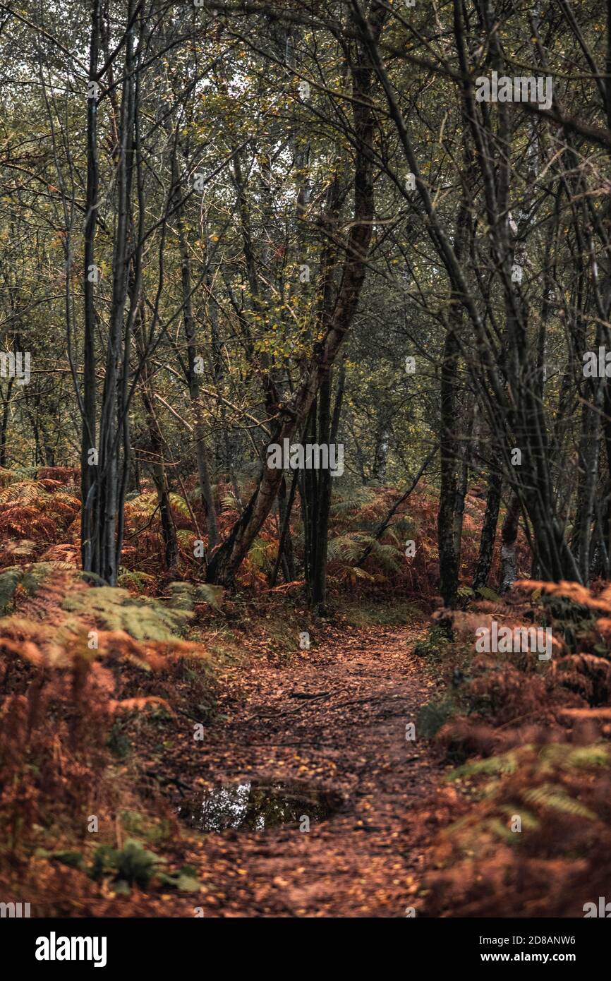 Herbstwald: Wunderschöne Bäume und Farne bei Sonnenuntergang. The New Forest, Hampshire Großbritannien. Stockfoto