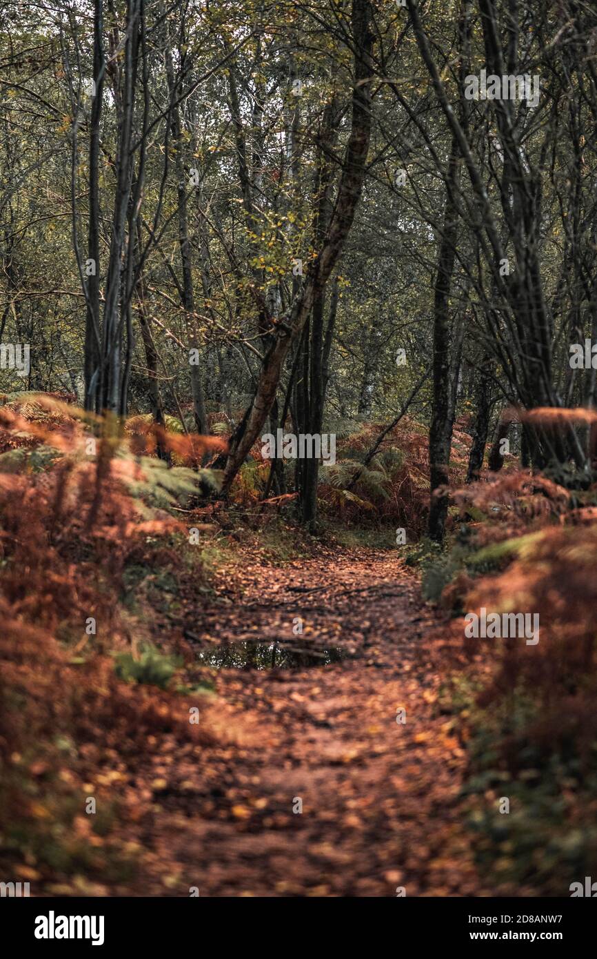 Herbstwald: Wunderschöne Bäume und Farne bei Sonnenuntergang. The New Forest, Hampshire Großbritannien. Stockfoto