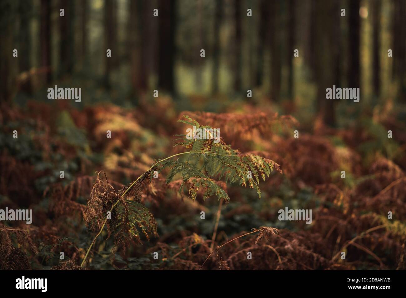 Herbstwald: Wunderschöne Bäume und Farne bei Sonnenuntergang. The New Forest, Hampshire Großbritannien. Stockfoto