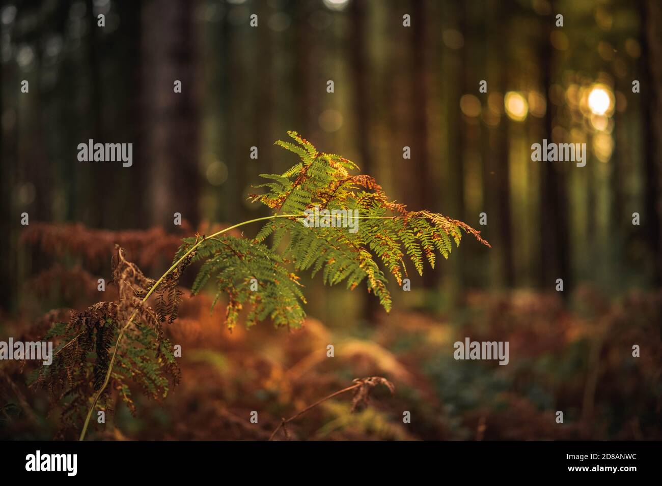 Herbstwald: Wunderschöne Bäume und Farne bei Sonnenuntergang. The New Forest, Hampshire Großbritannien. Stockfoto