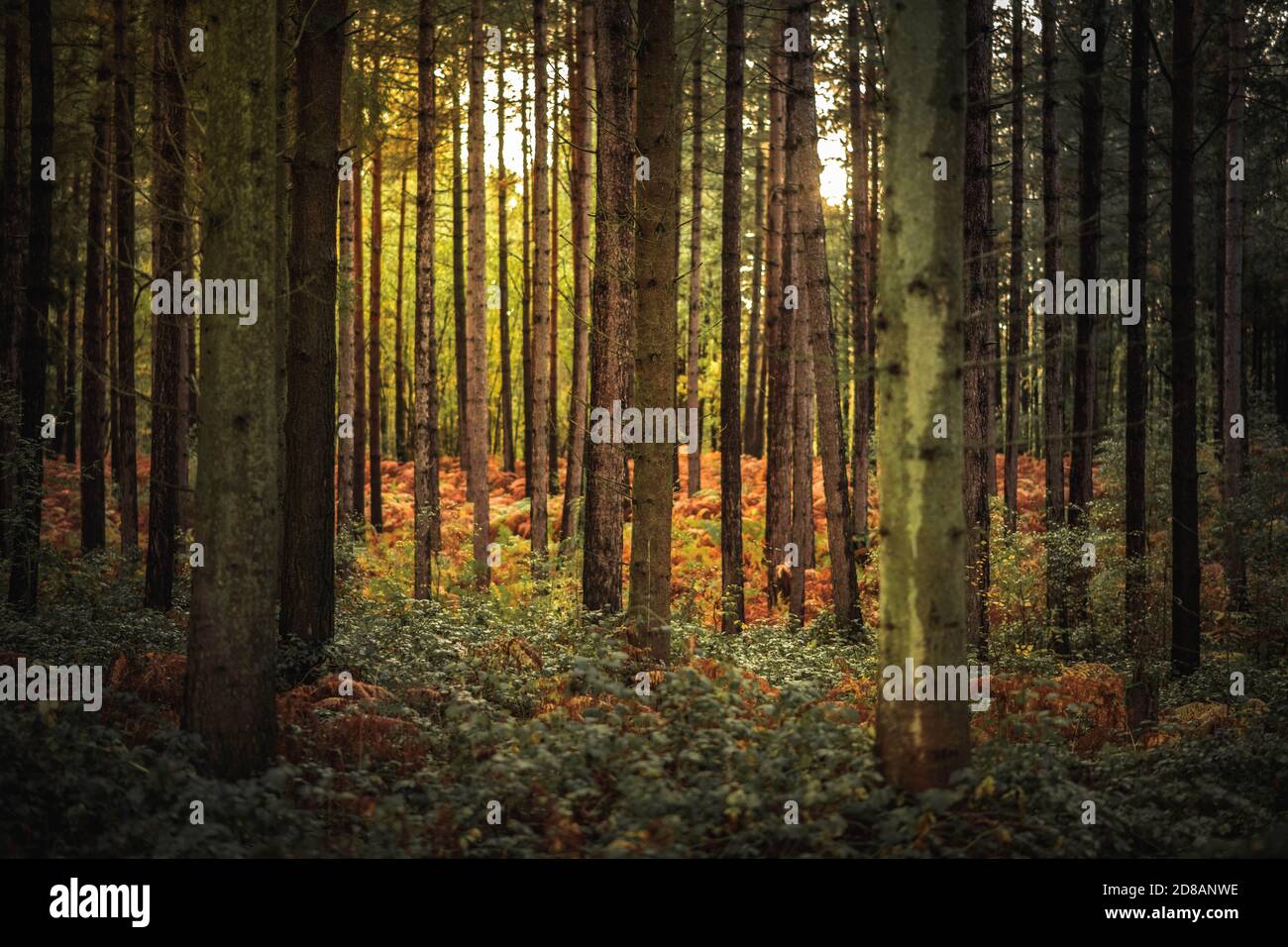 Herbstwald: Wunderschöne Bäume und Farne bei Sonnenuntergang. The New Forest, Hampshire Großbritannien. Stockfoto
