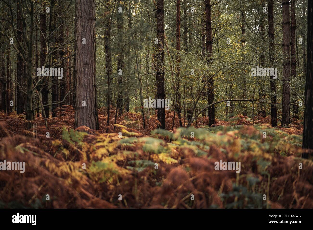 Herbstwald: Wunderschöne Bäume und Farne bei Sonnenuntergang. The New Forest, Hampshire Großbritannien. Stockfoto