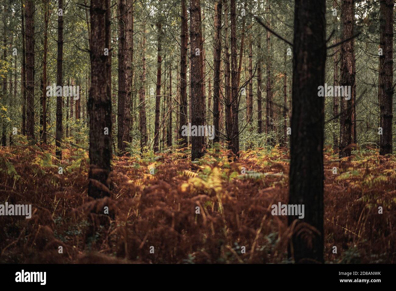Herbstwald: Wunderschöne Bäume und Farne bei Sonnenuntergang. The New Forest, Hampshire Großbritannien. Stockfoto