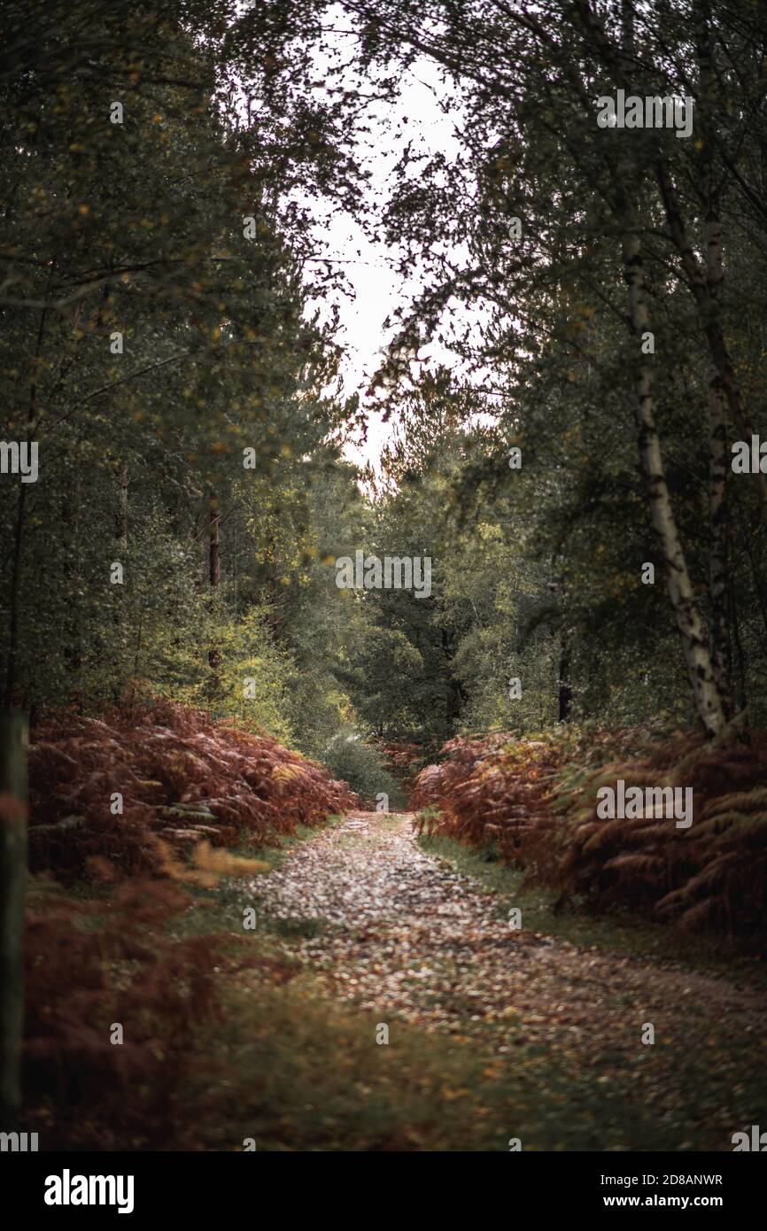 Herbstwald: Von Bäumen und Farnen gesäumter Wanderweg. The New Forest, Hampshire Großbritannien. Stockfoto