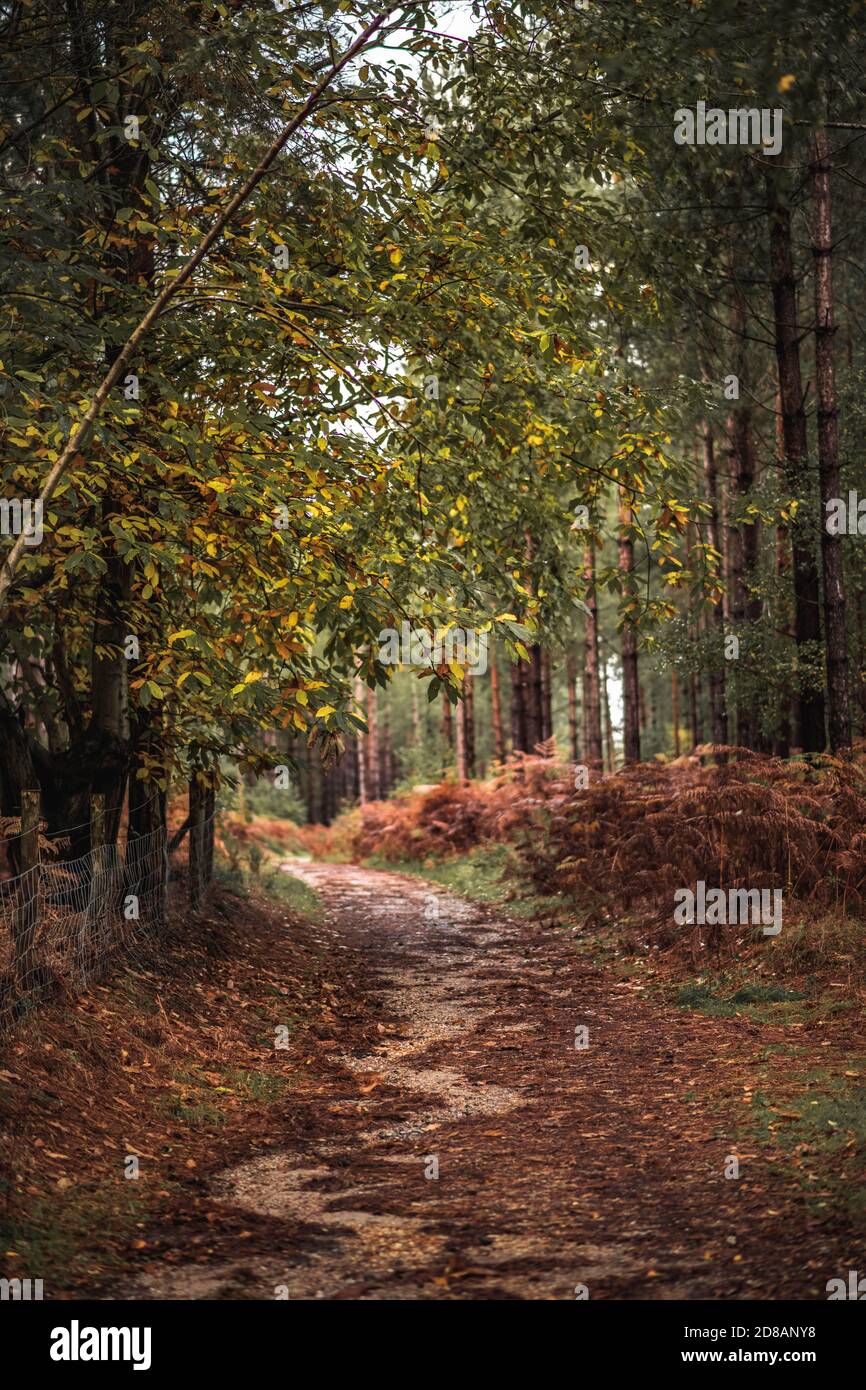 Herbstwald: Von Bäumen und Farnen gesäumter Wanderweg. The New Forest, Hampshire Großbritannien. Stockfoto