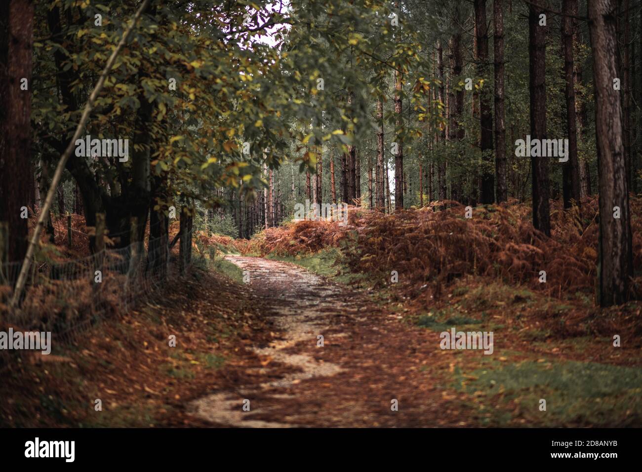 Herbstwald: Von Bäumen und Farnen gesäumter Wanderweg. The New Forest, Hampshire Großbritannien. Stockfoto