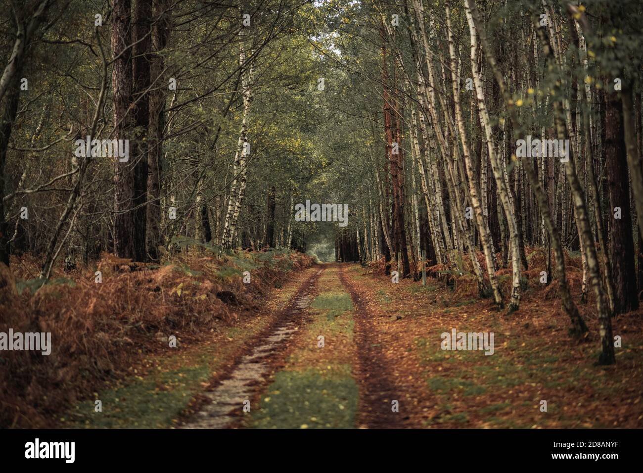 Herbstwald: Von Bäumen und Farnen gesäumter Wanderweg. The New Forest, Hampshire Großbritannien. Stockfoto