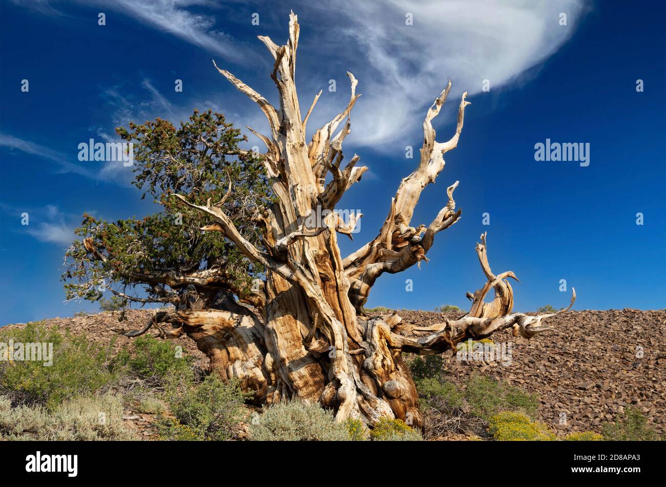 Kiefer (Pinus longaeva) im alten Kiefernwald Bristlecone. Stockfoto