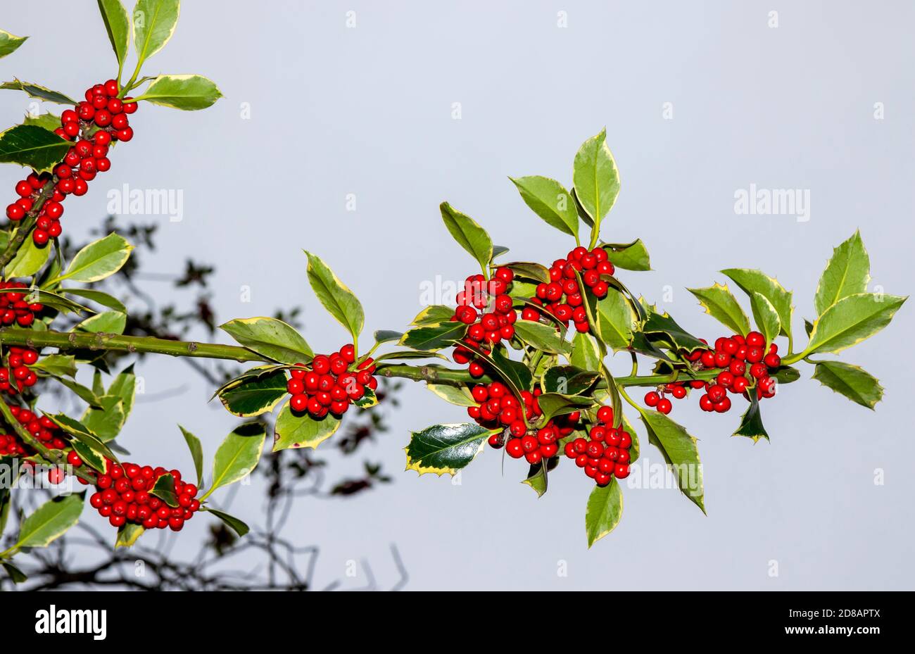 Festliche rote Stechbeeren wachsen auf Ilex Stechpalme Ast. Winterhimmel Hintergrund mit Kopierraum. Bunches als Weihnachtsdekoration verwendet Stockfoto