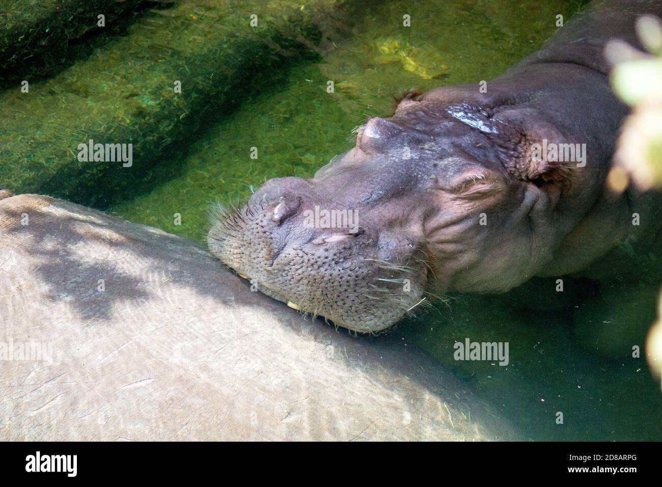 Bild von einem Kopf unter Wasser eines Nilpferdes, auch Nilpferde genannt Stockfoto