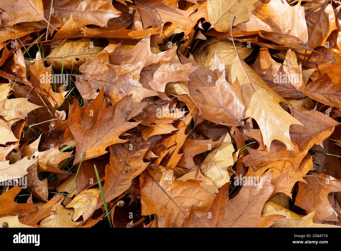 Gefallene Blätter der amerikanischen Eiche. Braune Herbstblätter. Stockfoto
