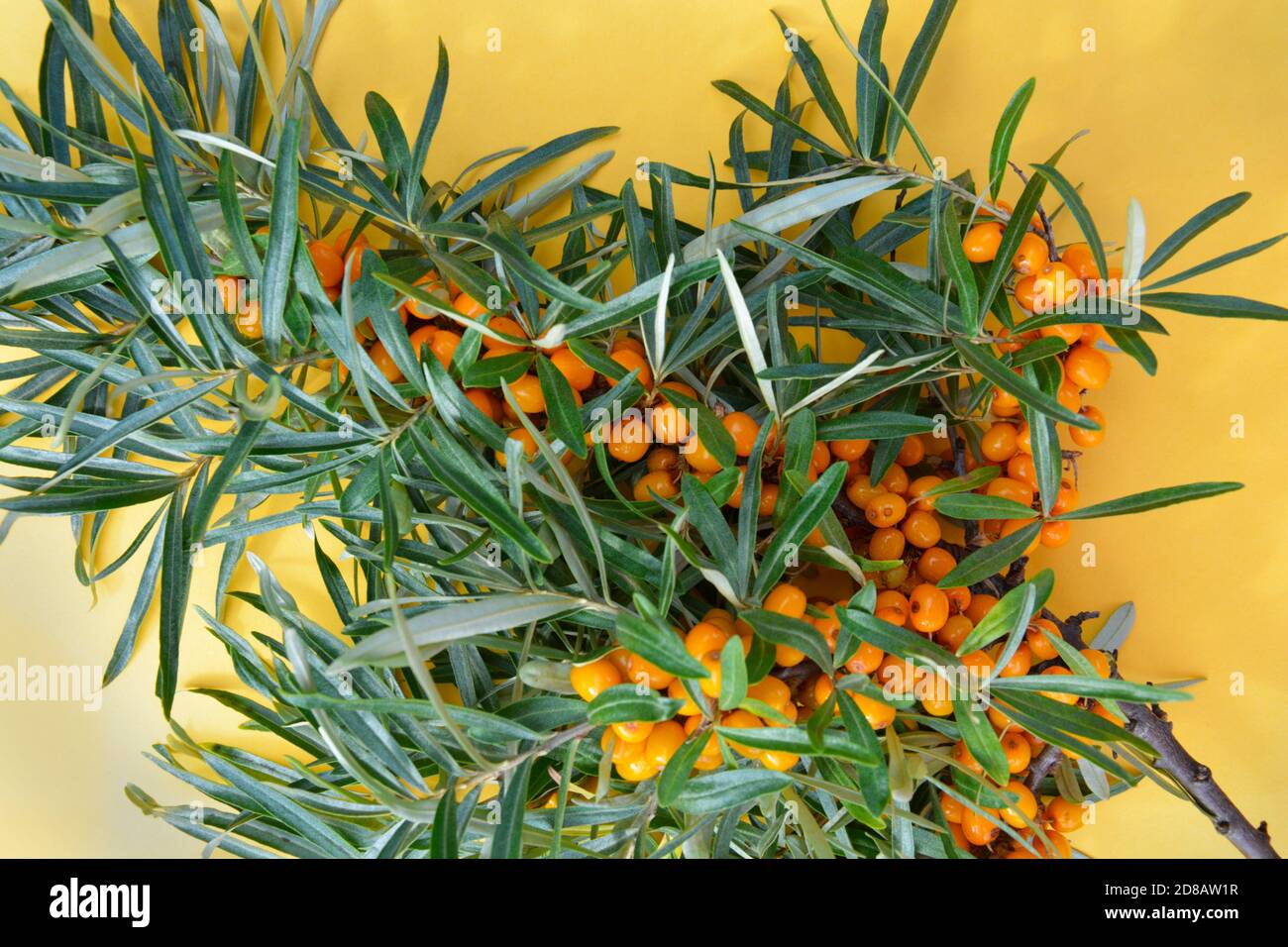 Sanddornzweig mit Beeren auf gelbem Hintergrund. Artikel, Poster. Stockfoto