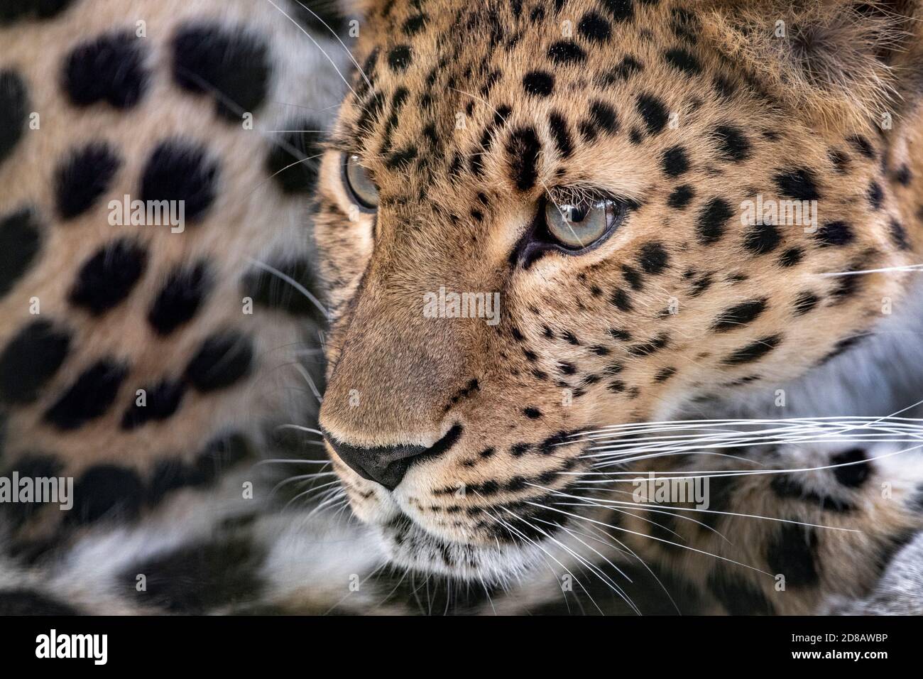 Amur-Leopard-Weibchen (Profil, Nahaufnahme) Stockfoto