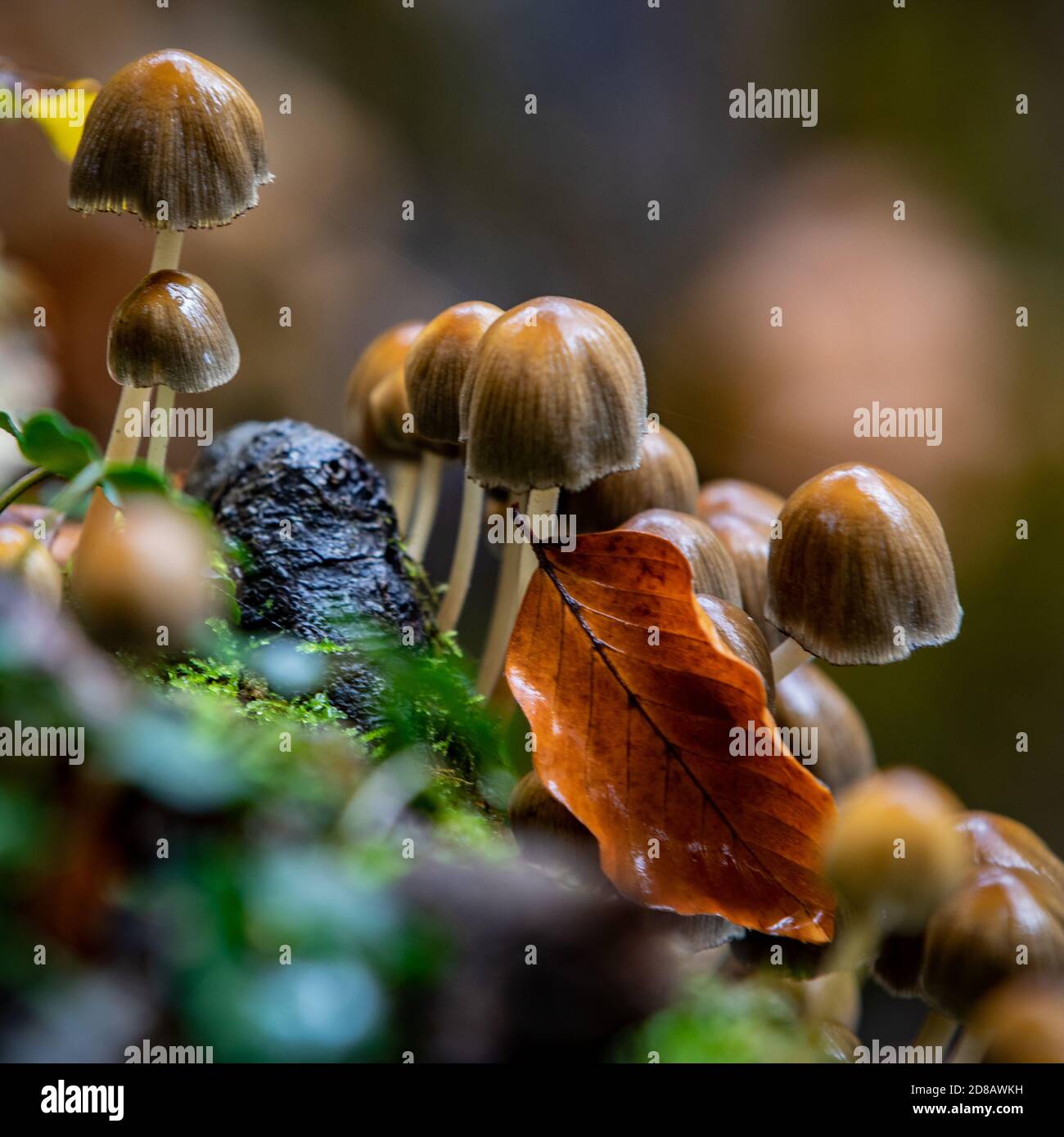 Waldpilze im Herbst Stockfoto