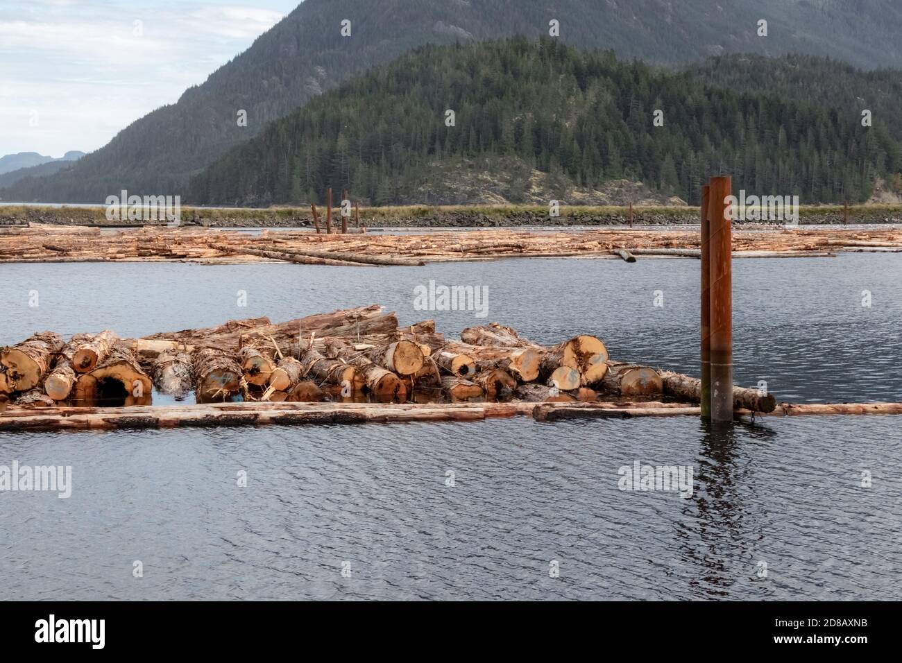 Rohe Baumstämme, die die Queen Charlotte Strain in Sayward, Kanada, mit Bergen im Hintergrund abschweben. Selektiver Fokus. Stockfoto