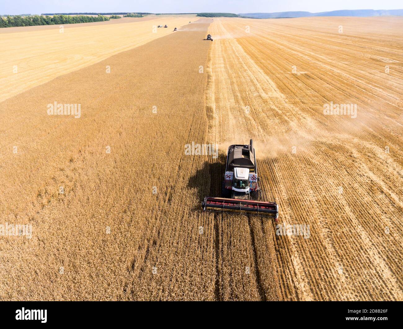 Getreideerntemaschinen fahren auf goldenen Weizenfeldern, Vorderansicht, Ernte gelben Weizen im Sommer Stockfoto