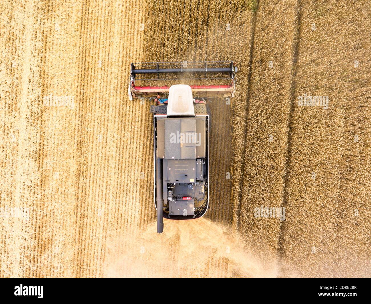 Mähdrescher-Drescher mit Tankwagen ist auf einem Weizenfeld in Arbeit, Draufsicht Stockfoto