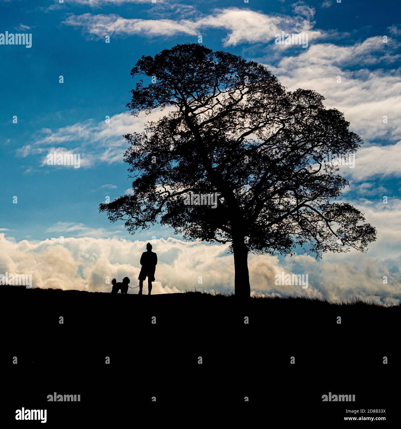 Silhouetted weibliche Hund Walker und Baum vor einem blauen Himmel. Stockfoto