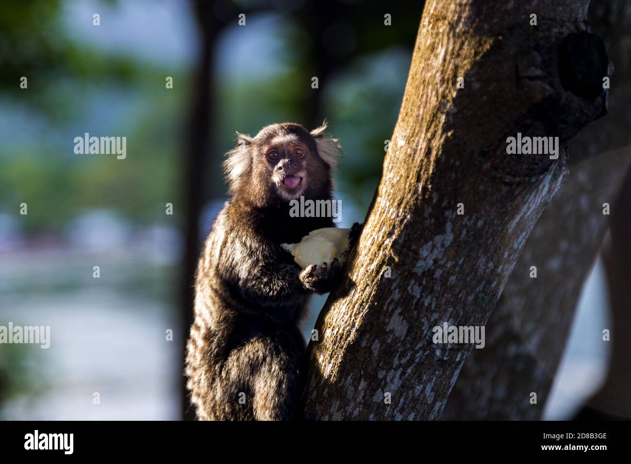 Titi Affe Callithrix jacchus im Wald von Rio de Janeiro, Brasilien. Stockfoto