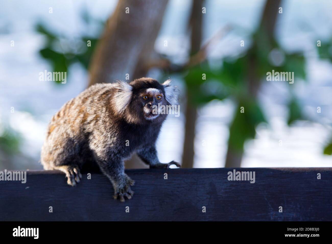 Titi Affe Callithrix jacchus im Wald von Rio de Janeiro, Brasilien. Stockfoto