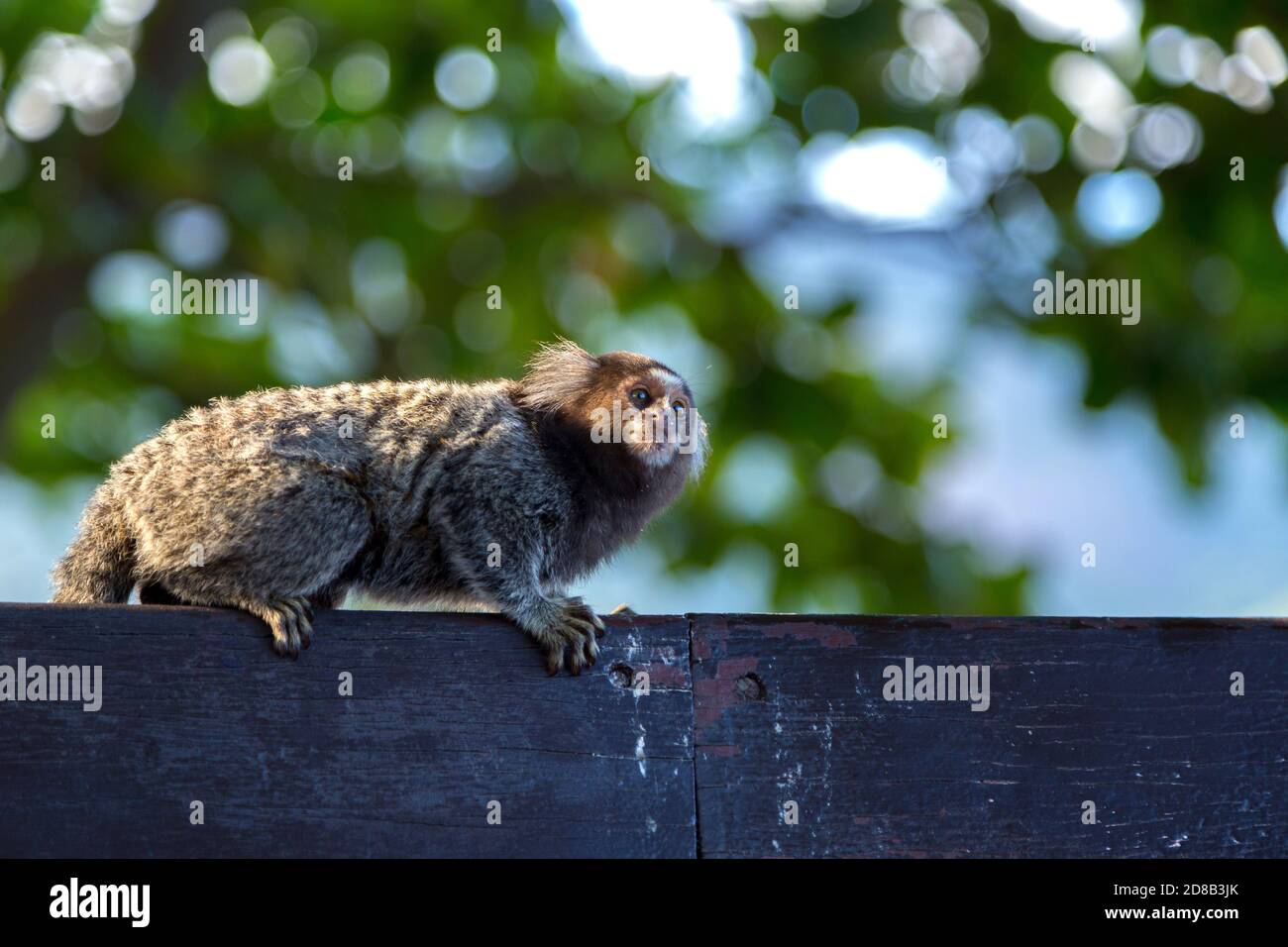 Titi Affe Callithrix jacchus im Wald von Rio de Janeiro, Brasilien. Stockfoto