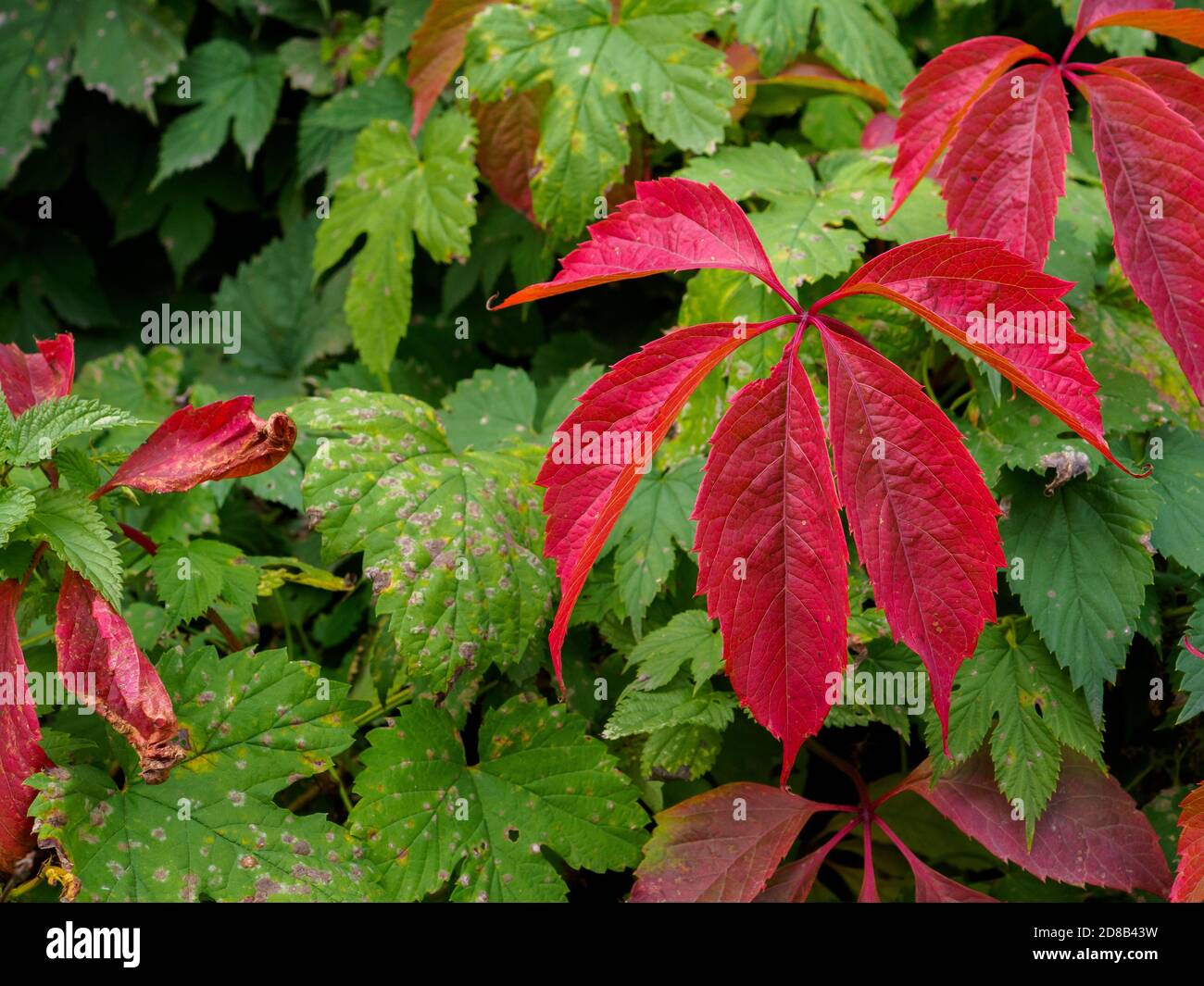 toom goldfruchtpalme XXL Goldfruchtpalme 130-140cm – Green Me Up main image 1