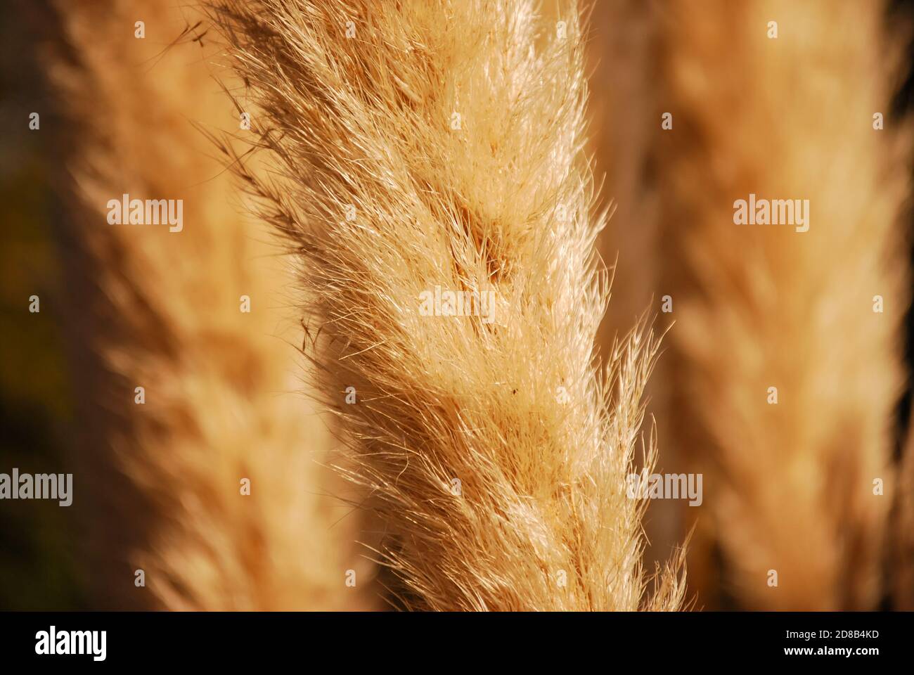 Nahaufnahme von „Karl Foerster“, „Feather Reed Grass“ (Calamagrostis x acutiflora) Stockfoto