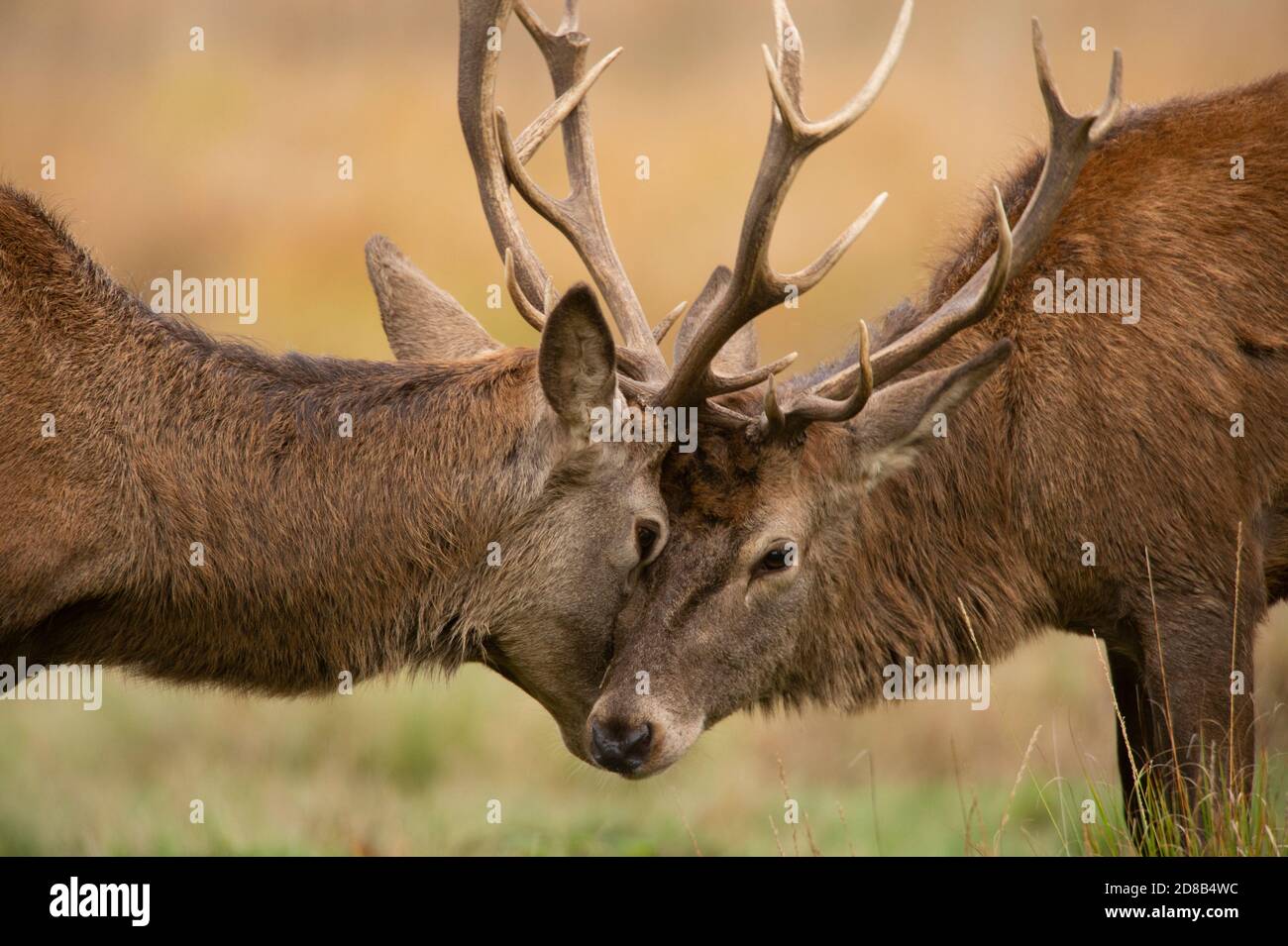 Red Deer, Cervus elaphus, Hirsche kämpfen während der Brunftzeit im Herbst in Richmond Park, London, Großbritannien, Britische Inseln Stockfoto