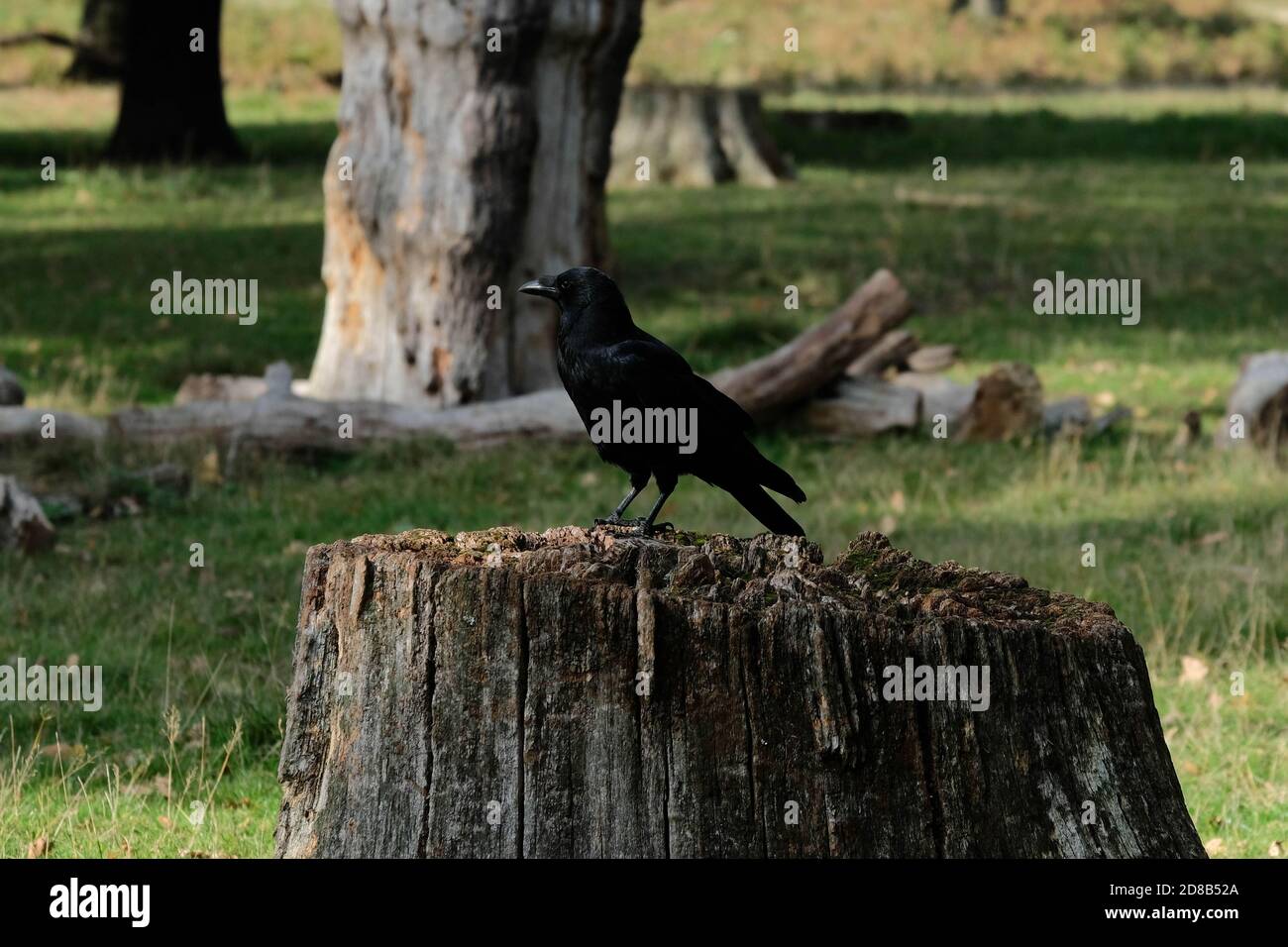 Aas Crow Corvus Corone auf Baumstumpf thront Stockfoto