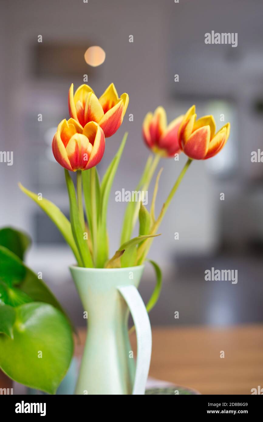 Frische gelbe und rote Rulips im Wohnzimmer mit verschwommenem Bokeh Hintergrund, mit Kopierraum bunten Hintergrund Stockfoto