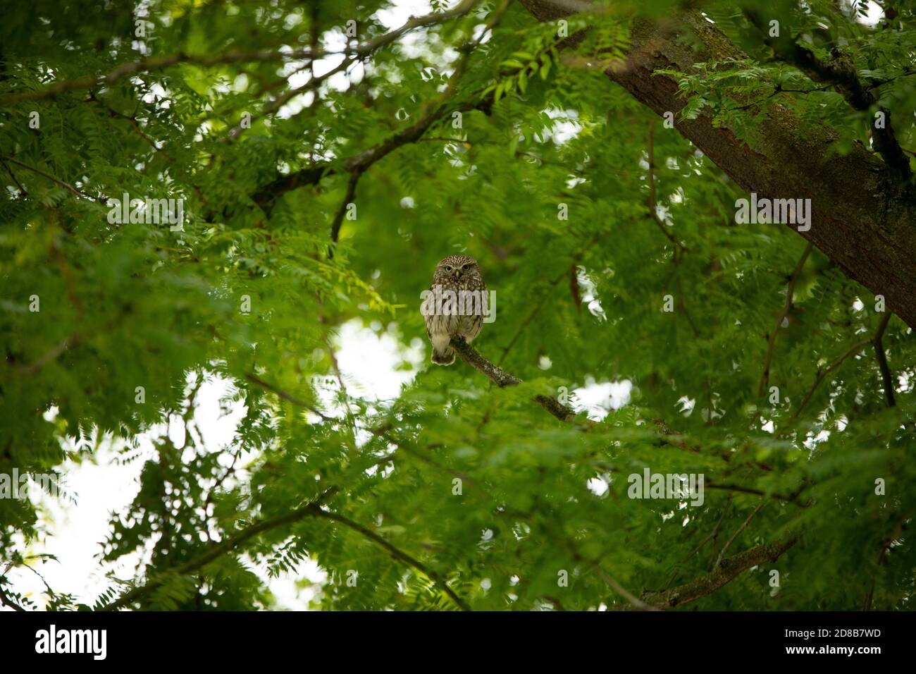 Kleine Eule (Athene Noctua) auf einem Zweig in einem riesigen Baum Stockfoto