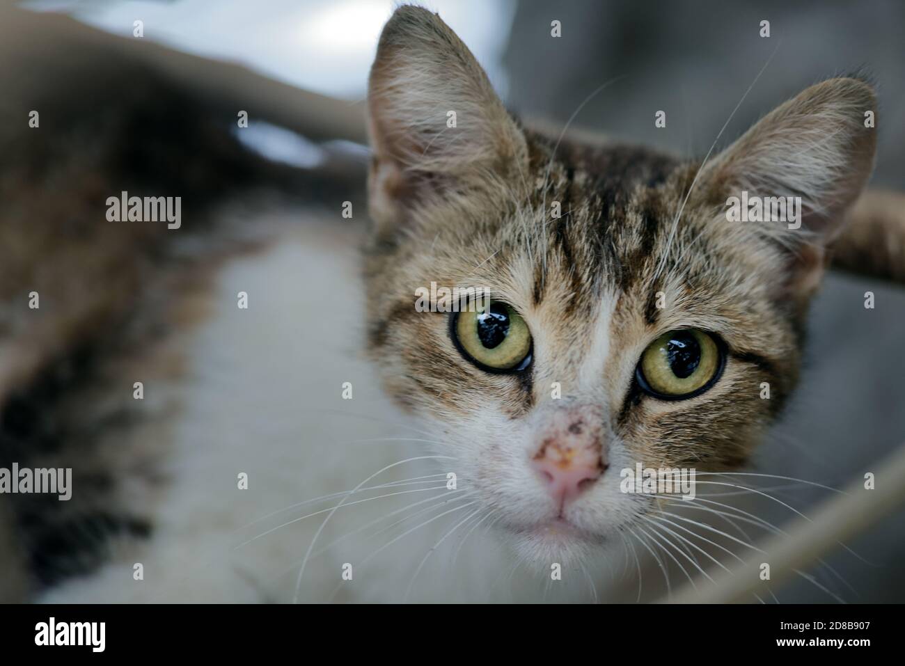 Nahaufnahme einer zweifarbigen Straßenkatze Stockfoto