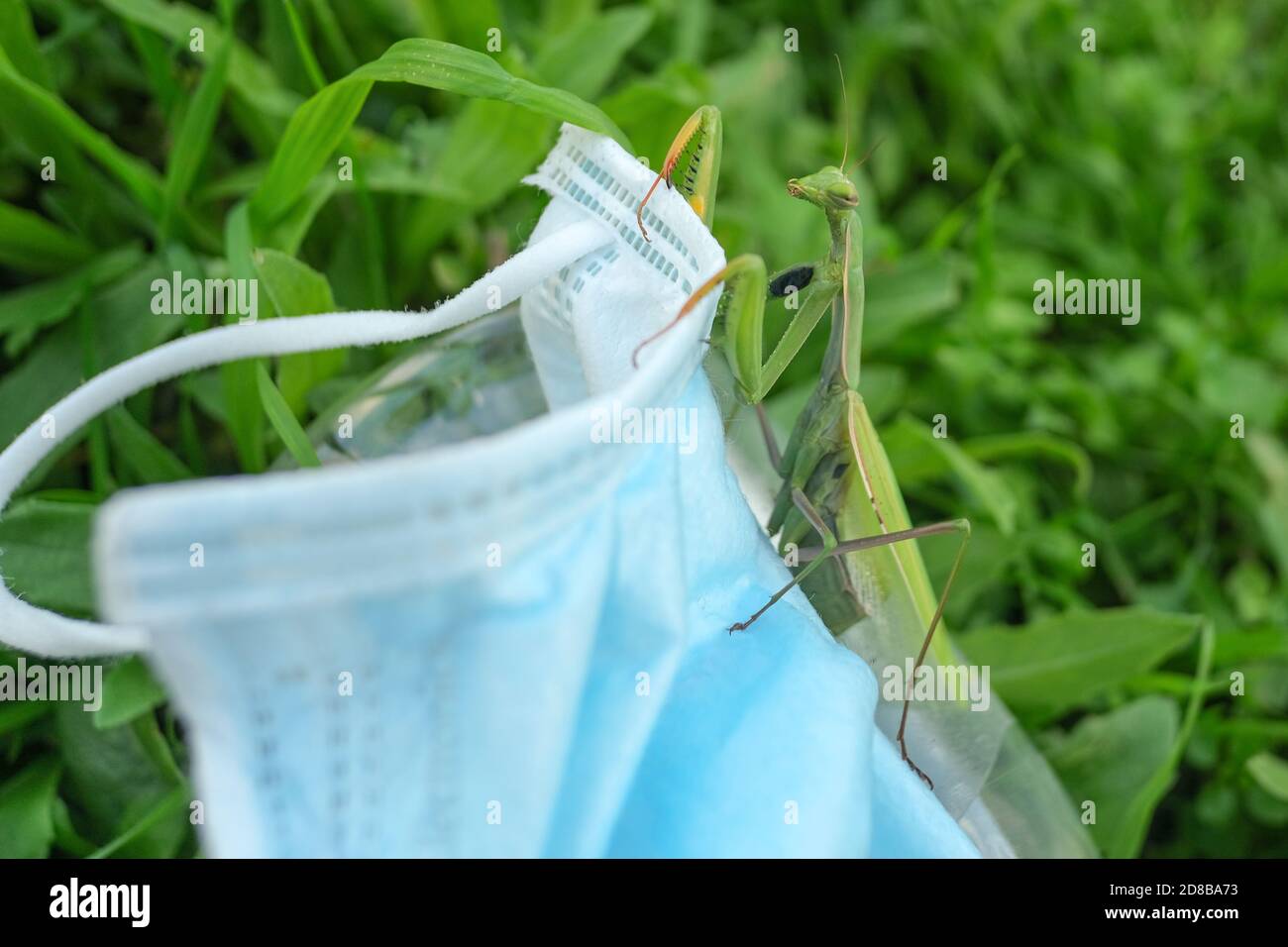 Gottesanbeterin lebt auf weggeworfenen medizinischen Gesichtsmaske Abfall Verschmutzung.kontaminiert Habitat, COVID19-Müll Stockfoto