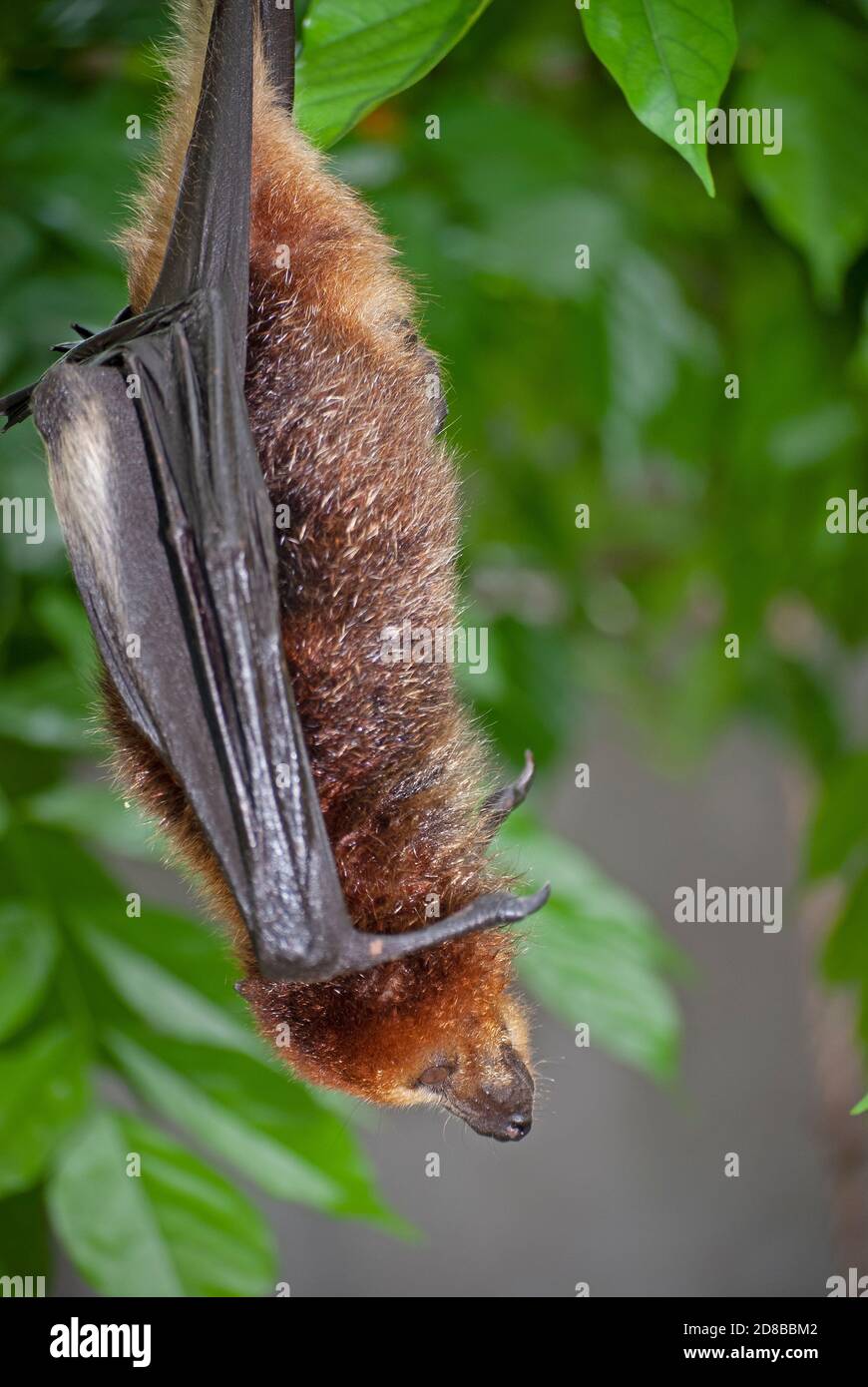 Vom Aussterben bedrohte mauritische Obstbat (Pteropus niger) in einem Rehabilitationszentrum der Mauritianischen Wildtierstiftung. Stockfoto