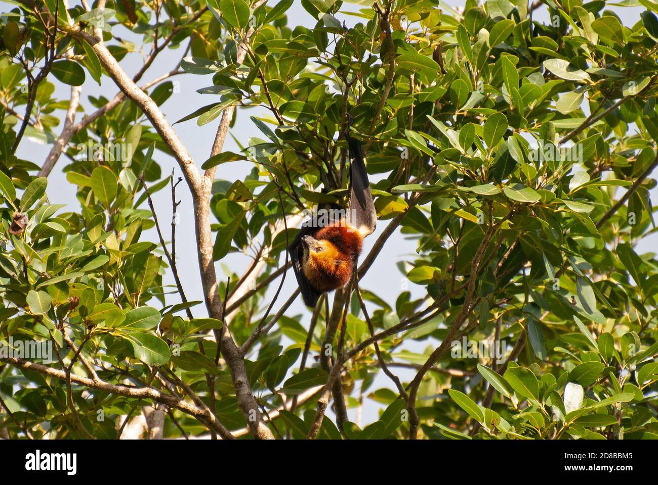 Vom Aussterben bedrohte mauritische Fruchtbat (Pteropus niger), Mauritius. Stockfoto