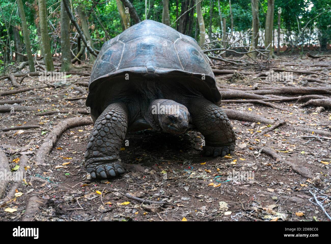 Eine Aldabra Riesenschildkröte Aldabrachelys gigantea im Wald, auf Prison Island, Sansibar, Tansania Stockfoto