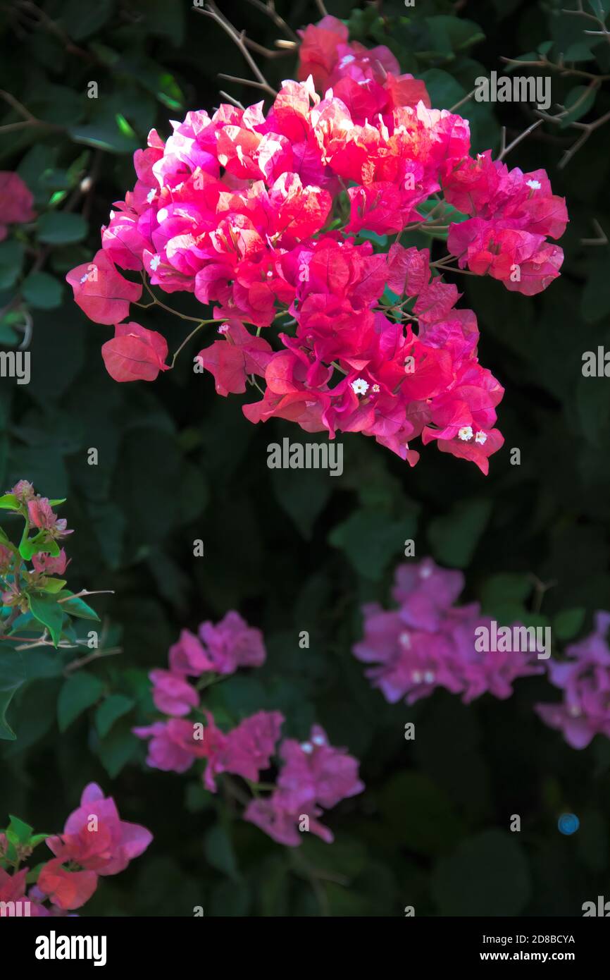 Eine Nahaufnahme von einer Blume Stockfoto