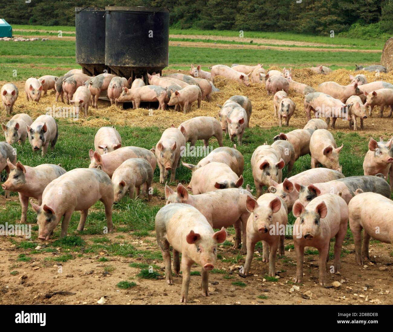 Schweinezucht, Freiland, aufgezüchtet Schweine, Norfolk, England Großbritannien Stockfoto