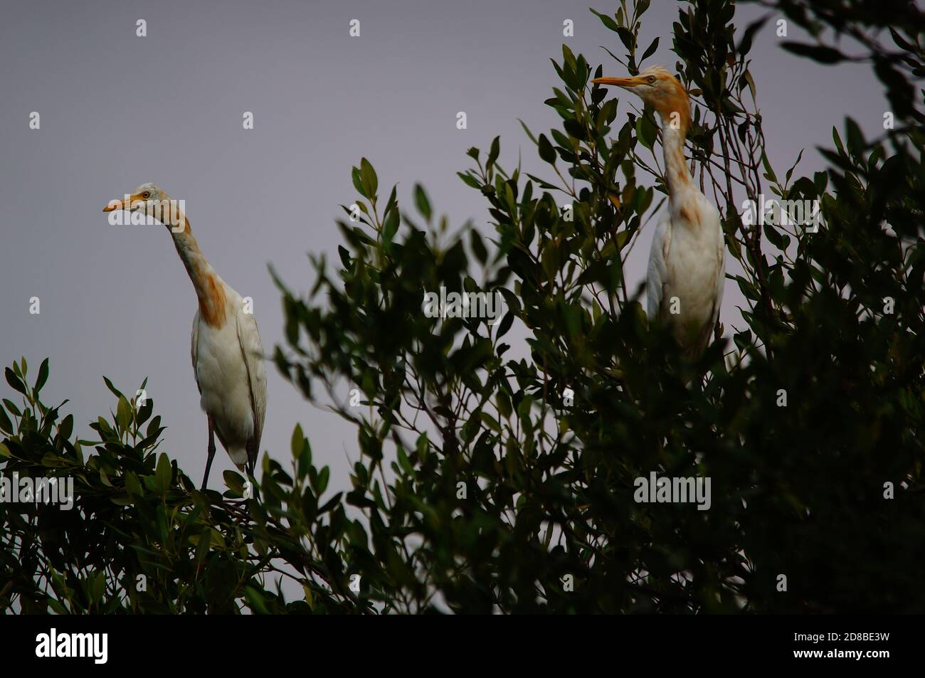 Rinderreiher auf Baumzweigen thront Mangrove, indonesien Stockfoto