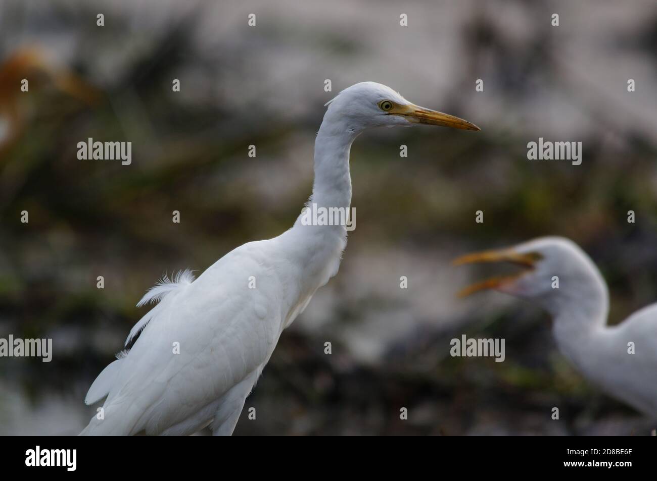 Kuhreiher suchen Nahrung auf den Feldern Stockfoto