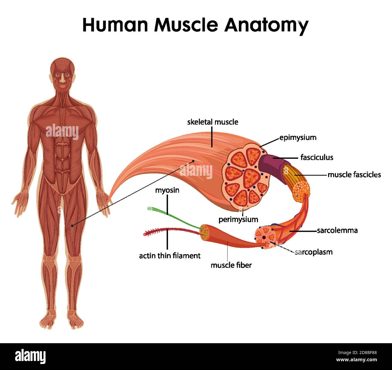 Anatomie der menschlichen Muskeln für die Gesundheitserziehung Infografik Illustration Stock Vektor